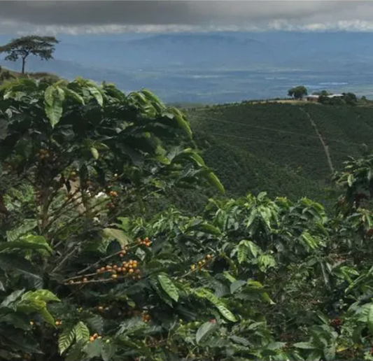 Colombia Dulima - Single Origin - GoatHerd Coffee