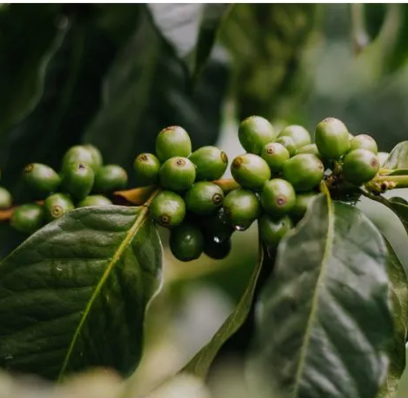 Colombia Dulima - Single Origin - GoatHerd Coffee