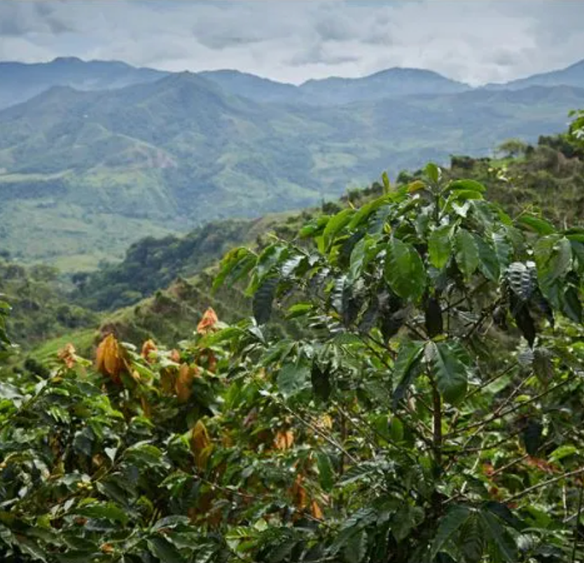 Colombia Dulima - Single Origin - GoatHerd Coffee