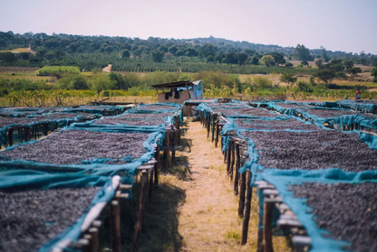 Tanzania - Peaberry - GoatHerd Coffee