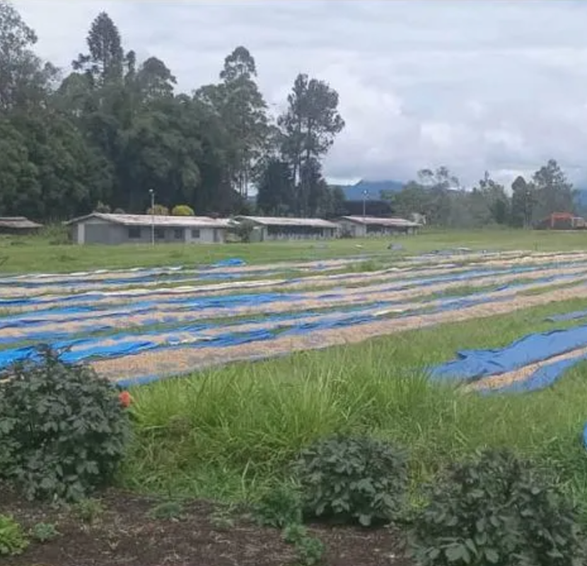 Papua New Guinea Goroka - GoatHerd Coffee