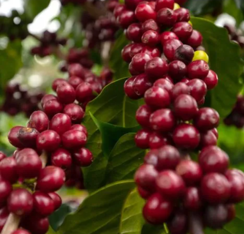 Mexico Seleccion Yajalon - GoatHerd Coffee