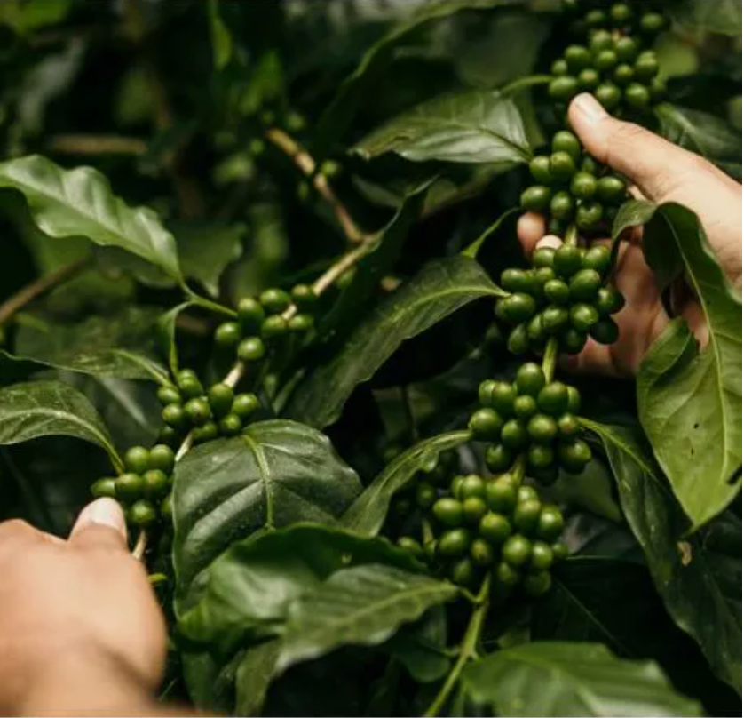Mexico Seleccion Yajalon - GoatHerd Coffee