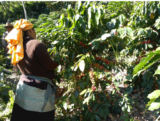 Mexico Seleccion Yajalon - GoatHerd Coffee