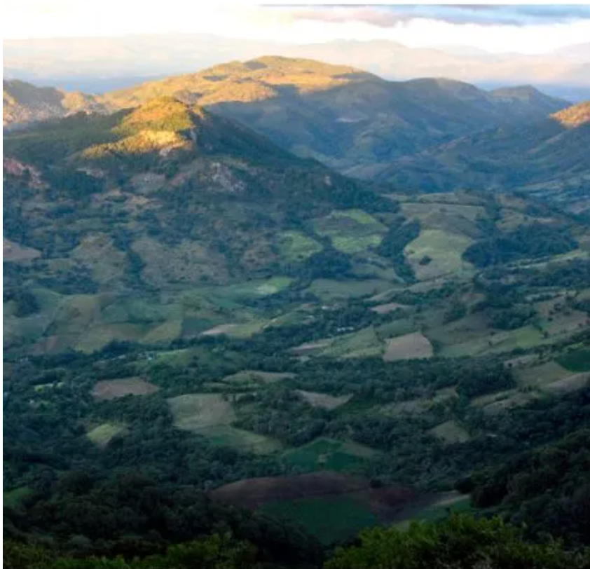 Nicaragua Los Jilgueros - Single Estate - GoatHerd Coffee