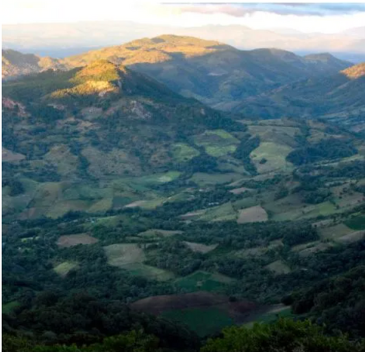 Nicaragua Los Jilgueros - Single Estate - GoatHerd Coffee