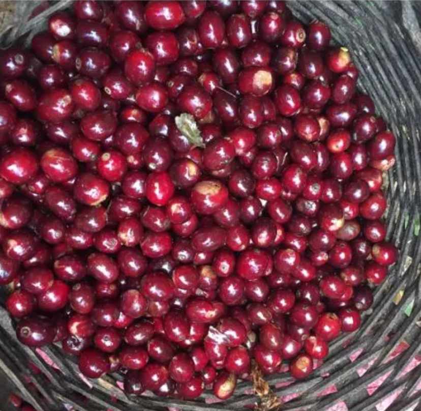 Nicaragua Los Jilgueros - Single Estate - GoatHerd Coffee
