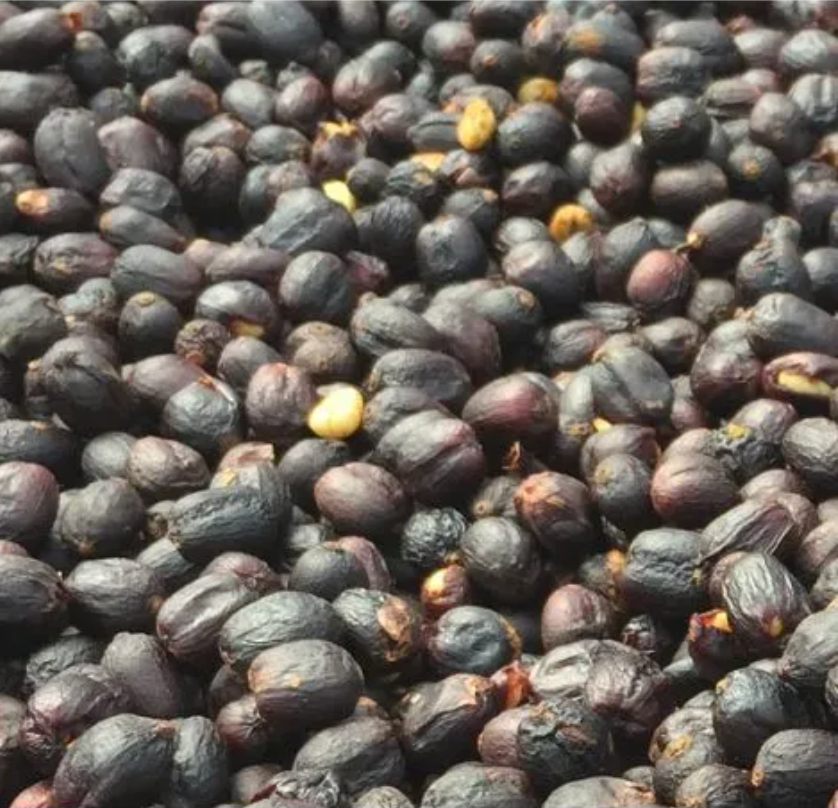 Nicaragua Los Jilgueros - Single Estate - GoatHerd Coffee
