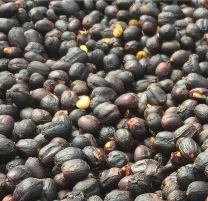 Nicaragua Los Jilgueros - Single Estate - GoatHerd Coffee