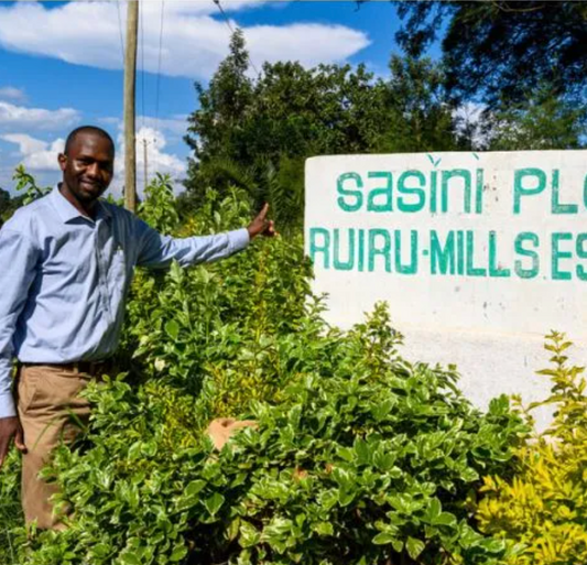 Kenya AA Ruiru Mills Estate Fully Washed